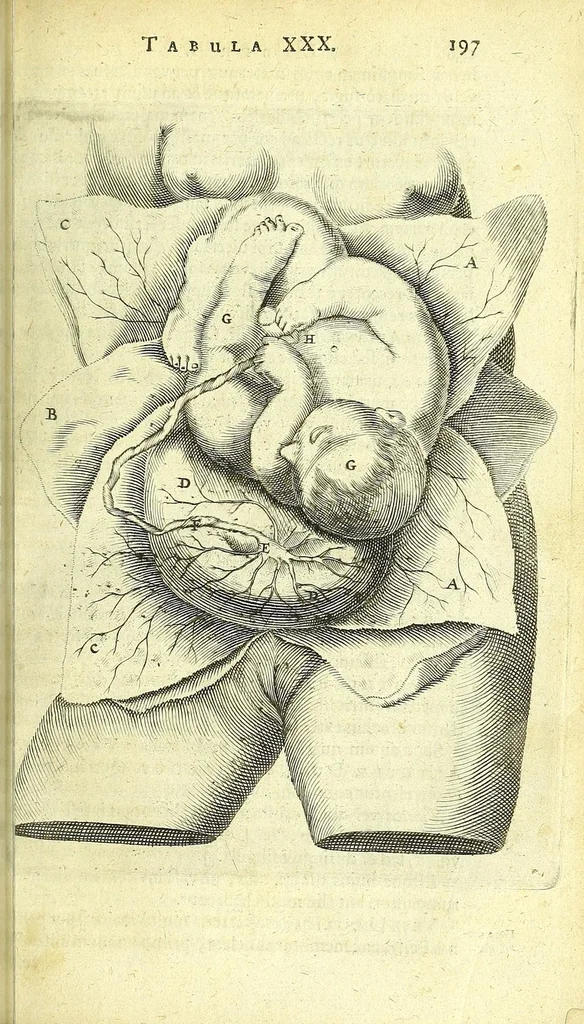 An illustration from Anatomia, ex Caspari Bartholini parentis Institutionibus :, 1666, leaf 221