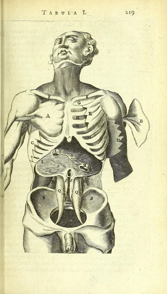An illustration from Anatomia, ex Caspari Bartholini parentis Institutionibus :, 1666, leaf 243