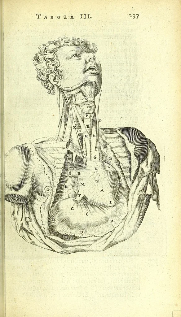 An illustration from Anatomia, ex Caspari Bartholini parentis Institutionibus :, 1666, leaf 261