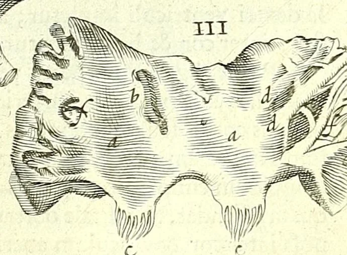 An illustration from Anatomia, ex Caspari Bartholini parentis Institutionibus :, 1666, leaf 269