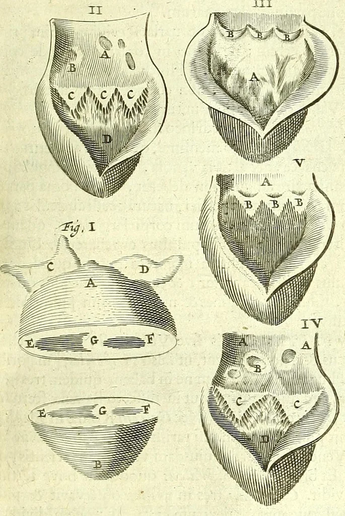 An illustration from Anatomia, ex Caspari Bartholini parentis Institutionibus :, 1666, leaf 285