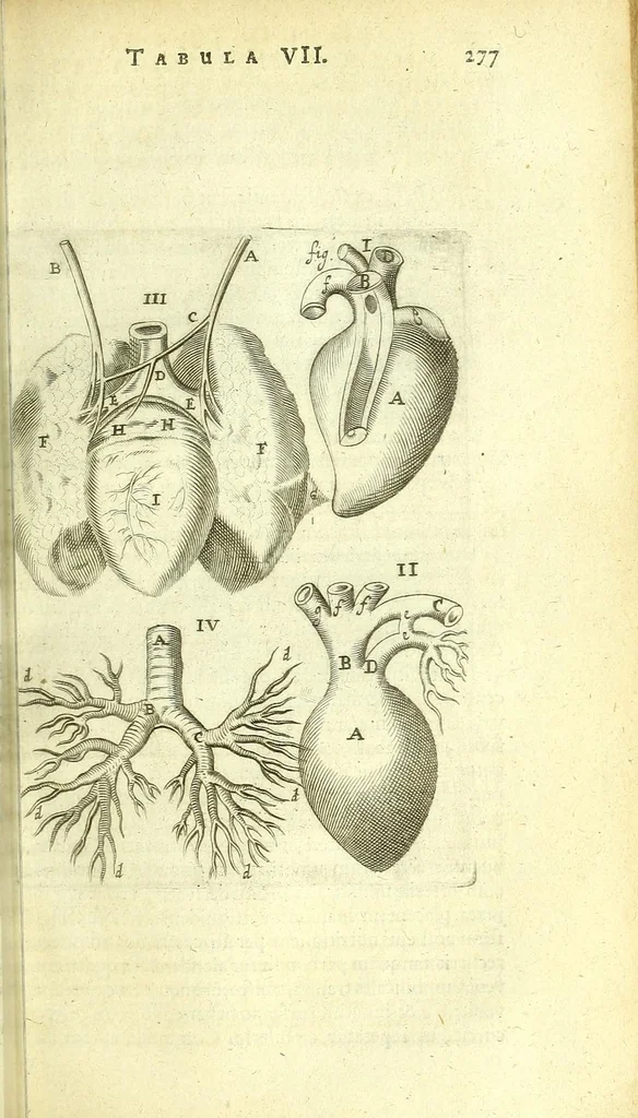An illustration from Anatomia, ex Caspari Bartholini parentis Institutionibus :, 1666, leaf 297