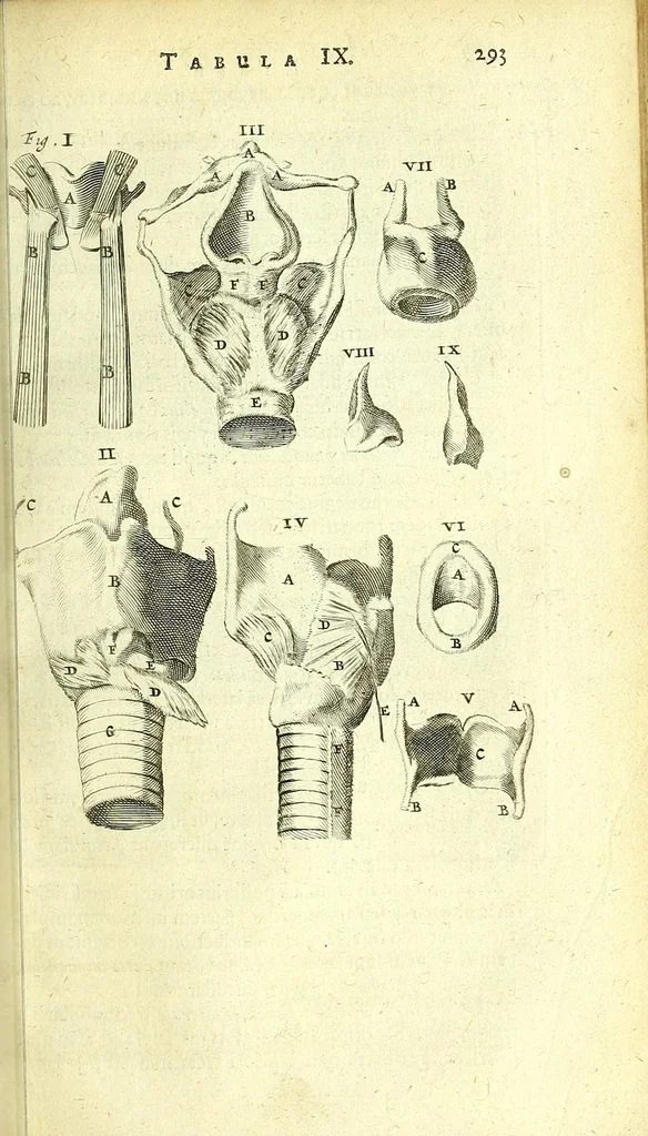 An illustration from Anatomia, ex Caspari Bartholini parentis Institutionibus :, 1666, leaf 317