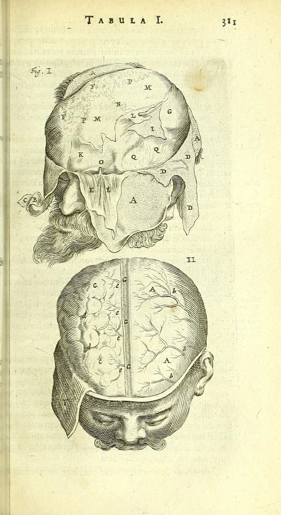 An illustration from Anatomia, ex Caspari Bartholini parentis Institutionibus :, 1666, leaf 335