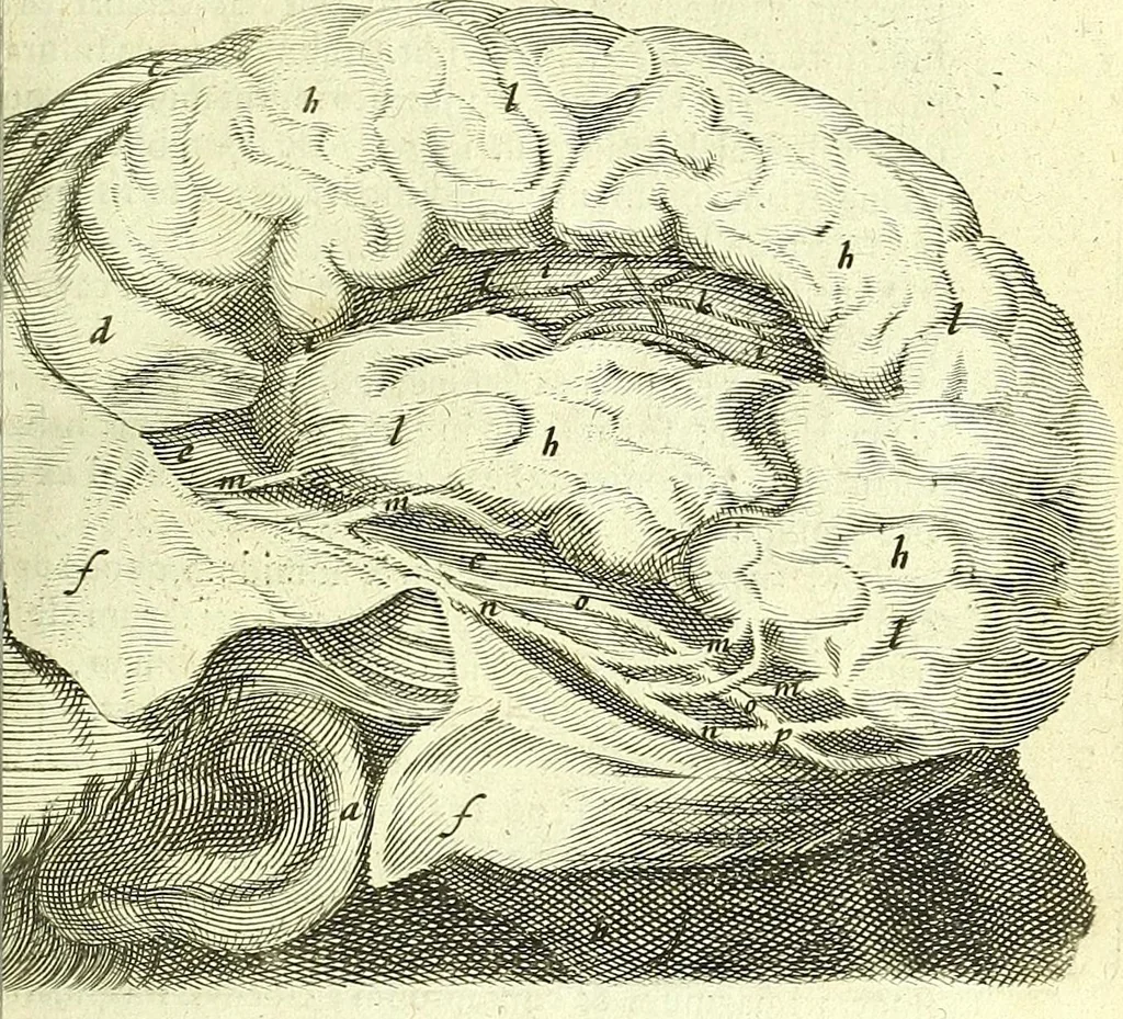 An illustration from Anatomia, ex Caspari Bartholini parentis Institutionibus :, 1666, leaf 343