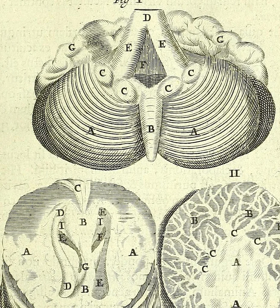 An illustration from Anatomia, ex Caspari Bartholini parentis Institutionibus :, 1666, leaf 349