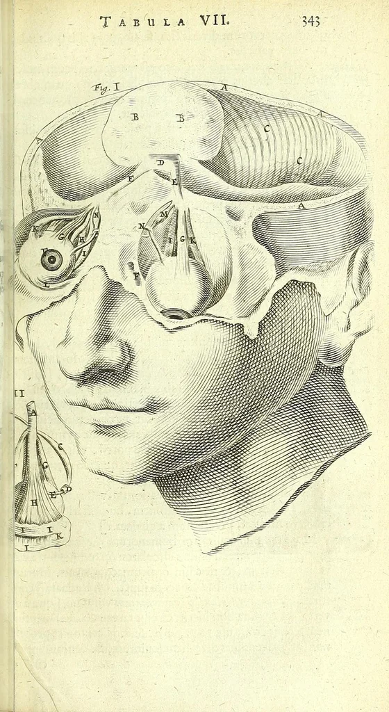 An illustration from Anatomia, ex Caspari Bartholini parentis Institutionibus :, 1666, leaf 367