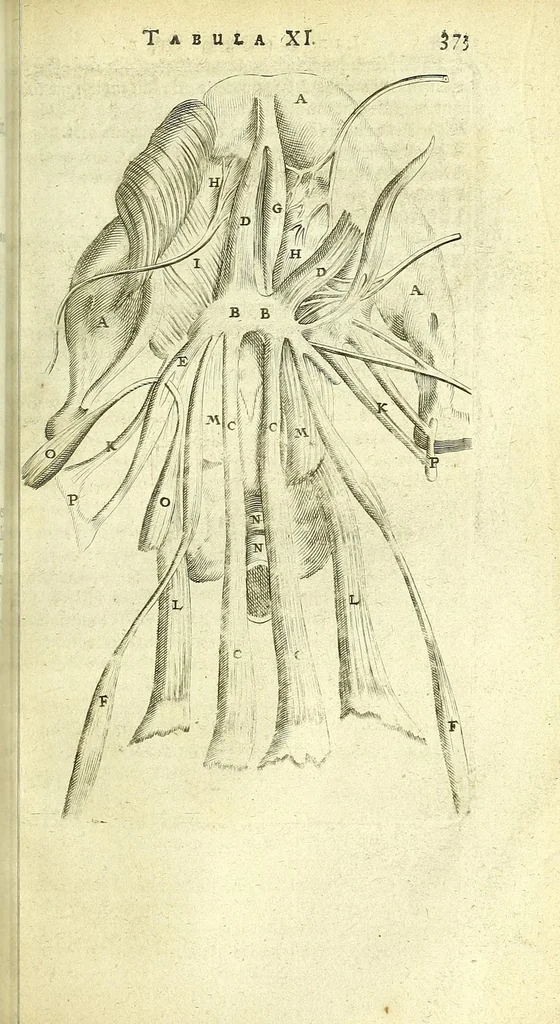 An illustration from Anatomia, ex Caspari Bartholini parentis Institutionibus :, 1666, leaf 397