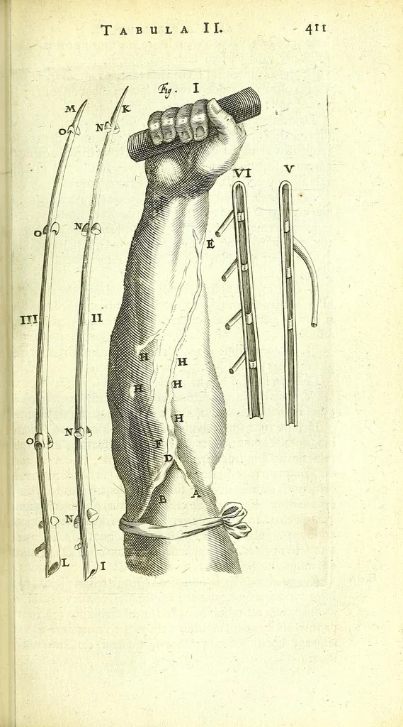 An illustration from Anatomia, ex Caspari Bartholini parentis Institutionibus :, 1666, leaf 435