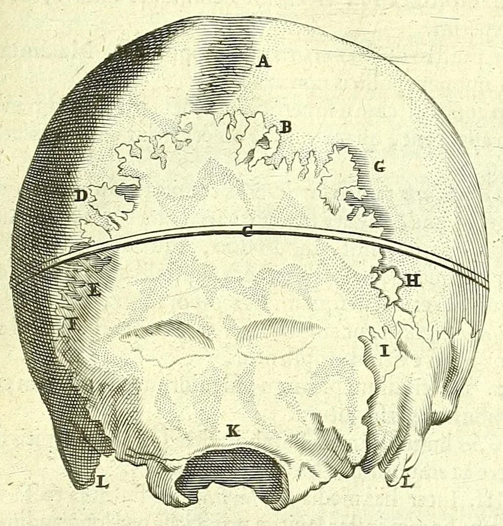 An illustration from Anatomia, ex Caspari Bartholini parentis Institutionibus :, 1666, leaf 507