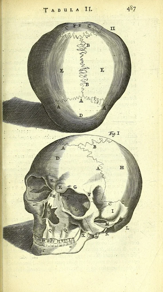 An illustration from Anatomia, ex Caspari Bartholini parentis Institutionibus :, 1666, leaf 511