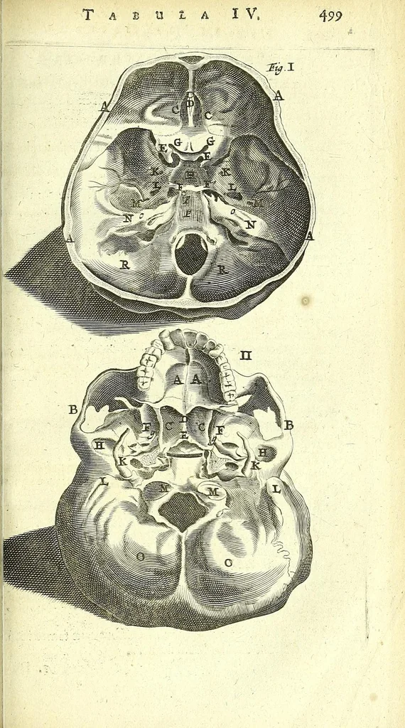 An illustration from Anatomia, ex Caspari Bartholini parentis Institutionibus :, 1666, leaf 523