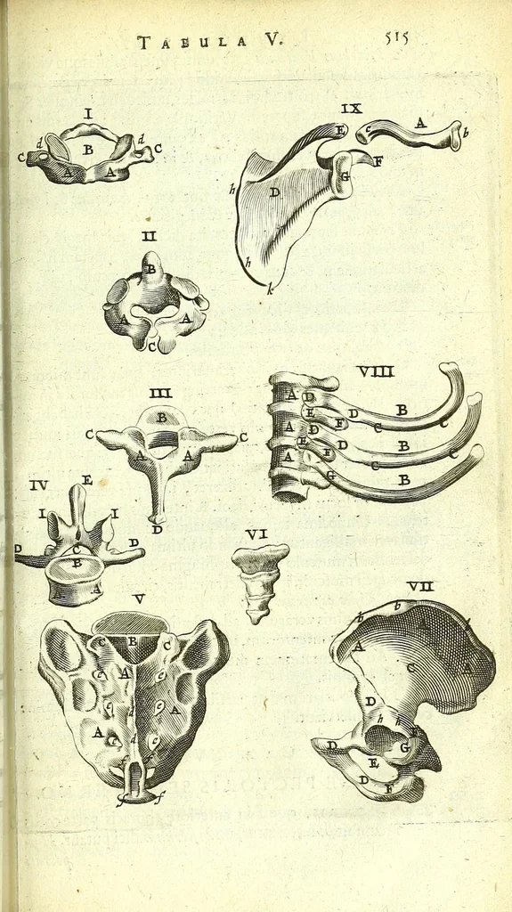 An illustration from Anatomia, ex Caspari Bartholini parentis Institutionibus :, 1666, leaf 539