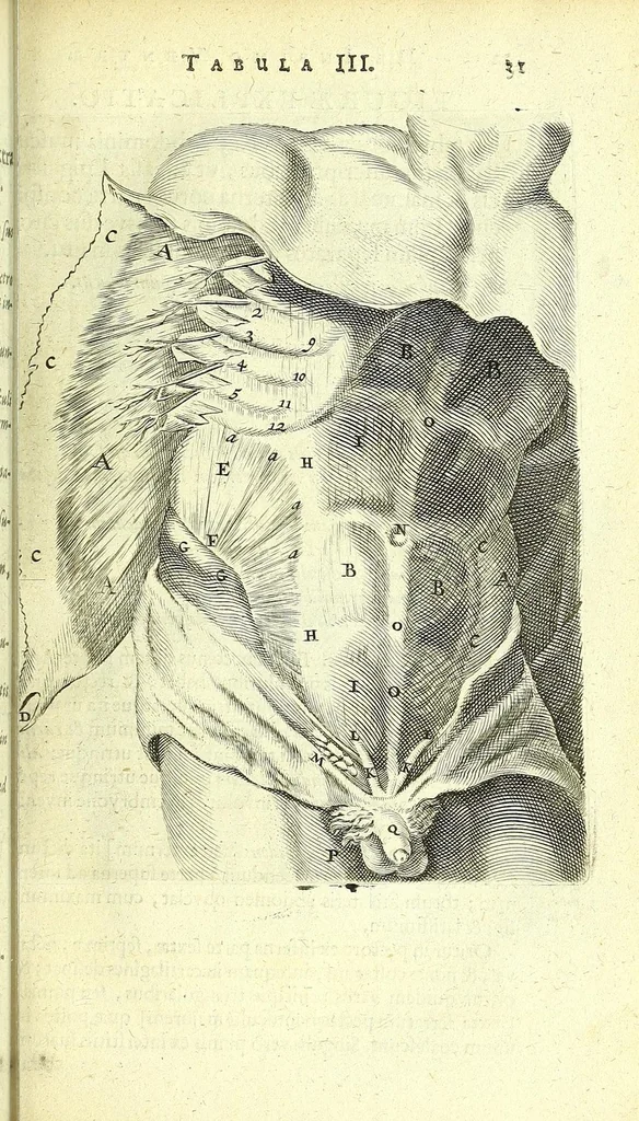An illustration from Anatomia, ex Caspari Bartholini parentis Institutionibus :, 1666, leaf 55