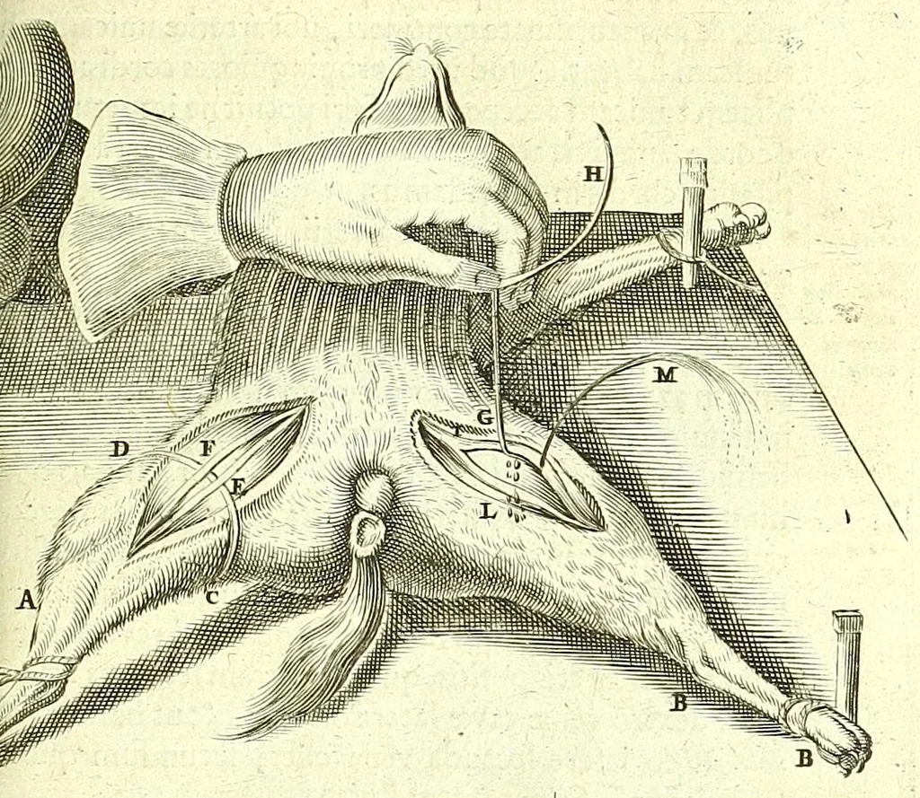 An illustration from Anatomia, ex Caspari Bartholini parentis Institutionibus :, 1666, leaf 565