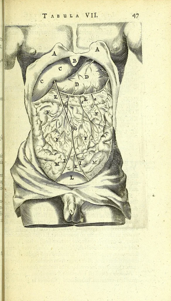 An illustration from Anatomia, ex Caspari Bartholini parentis Institutionibus :, 1666, leaf 67