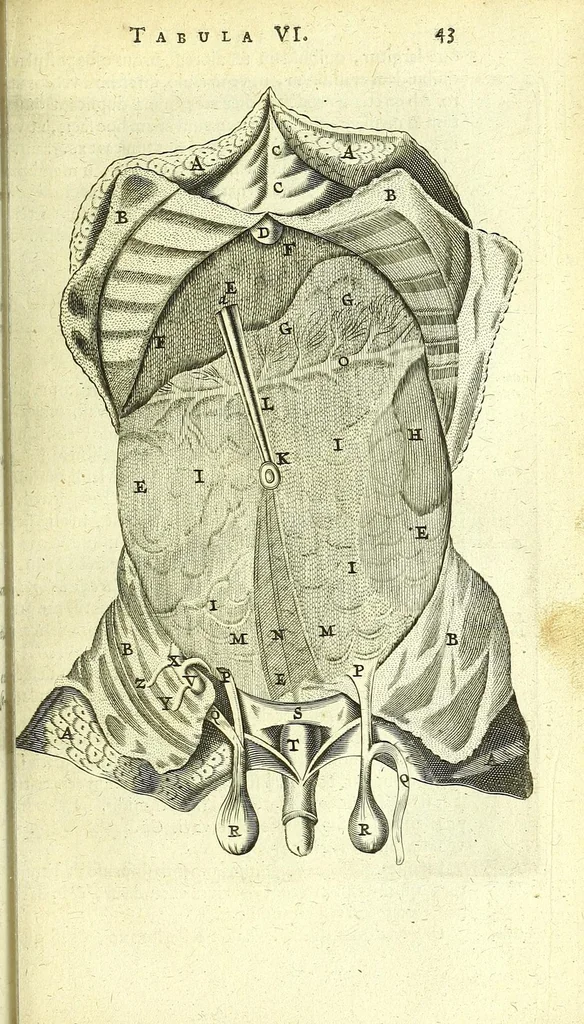 An illustration from Anatomia, ex Caspari Bartholini parentis Institutionibus :, 1666, leaf 71