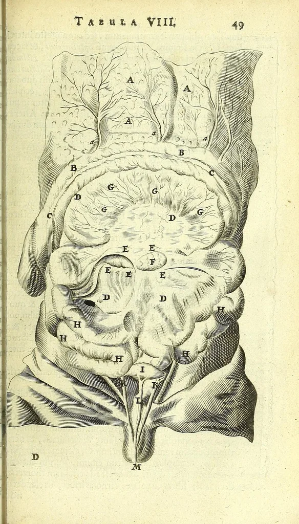 An illustration from Anatomia, ex Caspari Bartholini parentis Institutionibus :, 1666, leaf 73