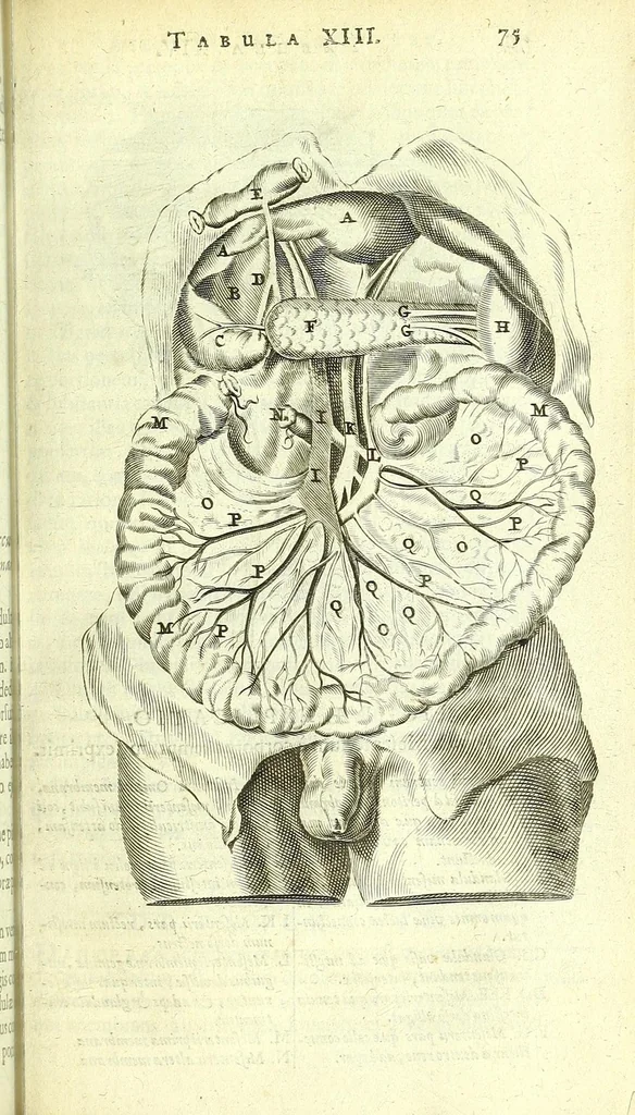 An illustration from Anatomia, ex Caspari Bartholini parentis Institutionibus :, 1666, leaf 99