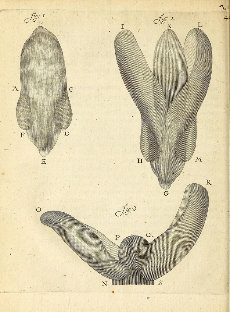 An illustration from Anatomia seu interiora rerum : cum animatarum tum inanimarum [sic], ope & nebeficio [sic] exquisitissimorum microscopiorum detecta, variisque experimentis demonstrata, una cum discursu & ulteriore dilucidatione epistolis quibusdam ad celeberrimum quod ser[enissi]mi Magnae Brittanniae Regis auspicio Londini floret, Philosophorum Collegium datis comprehensa, 1687, leaf 120