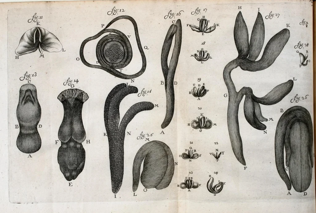 An illustration from Anatomia seu interiora rerum : cum animatarum tum inanimarum [sic], ope & nebeficio [sic] exquisitissimorum microscopiorum detecta, variisque experimentis demonstrata, una cum discursu & ulteriore dilucidatione epistolis quibusdam ad celeberrimum quod ser[enissi]mi Magnae Brittanniae Regis auspicio Londini floret, Philosophorum Collegium datis comprehensa, 1687, leaf 134