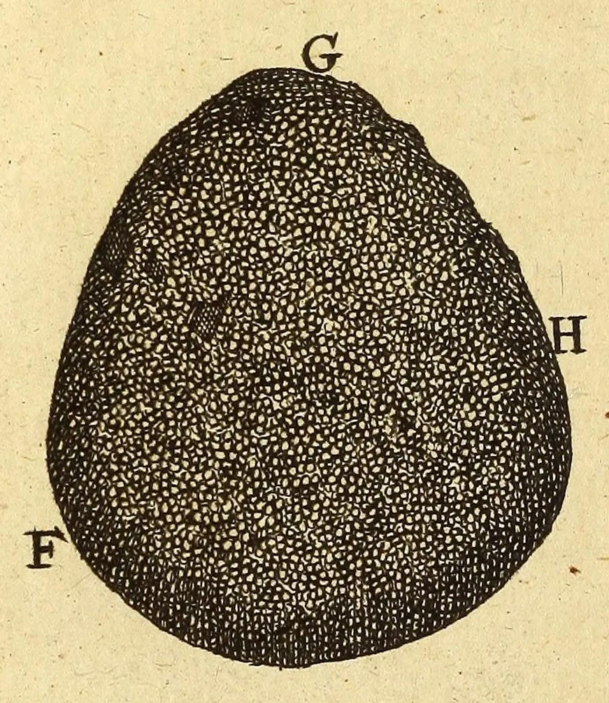 An illustration from Anatomia seu interiora rerum : cum animatarum tum inanimarum [sic], ope & nebeficio [sic] exquisitissimorum microscopiorum detecta, variisque experimentis demonstrata, una cum discursu & ulteriore dilucidatione epistolis quibusdam ad celeberrimum quod ser[enissi]mi Magnae Brittanniae Regis auspicio Londini floret, Philosophorum Collegium datis comprehensa, 1687, leaf 156