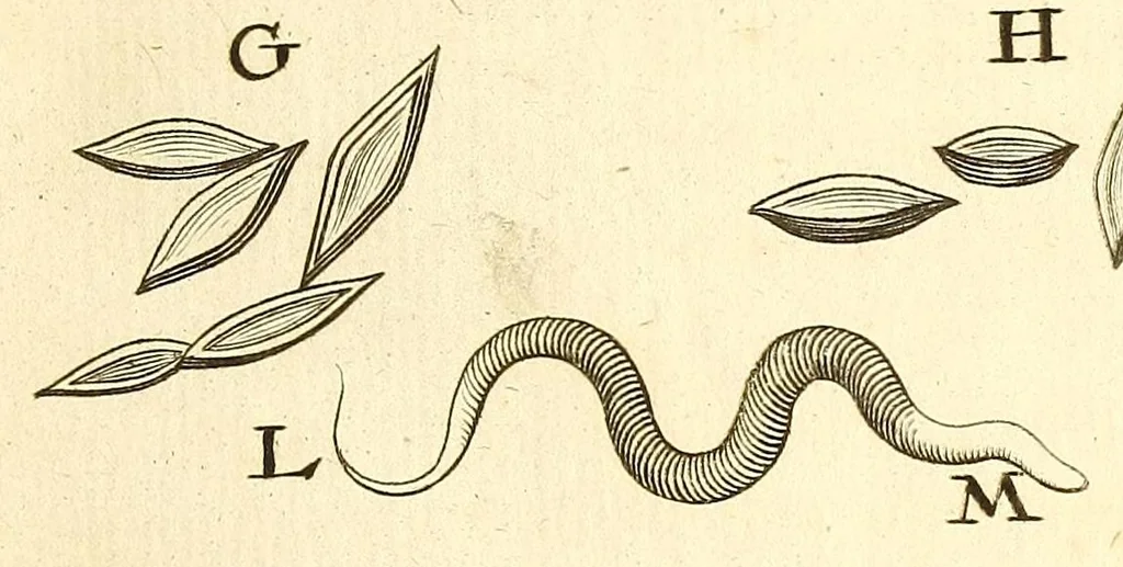 An illustration from Anatomia seu interiora rerum : cum animatarum tum inanimarum [sic], ope & nebeficio [sic] exquisitissimorum microscopiorum detecta, variisque experimentis demonstrata, una cum discursu & ulteriore dilucidatione epistolis quibusdam ad celeberrimum quod ser[enissi]mi Magnae Brittanniae Regis auspicio Londini floret, Philosophorum Collegium datis comprehensa, 1687, leaf 17