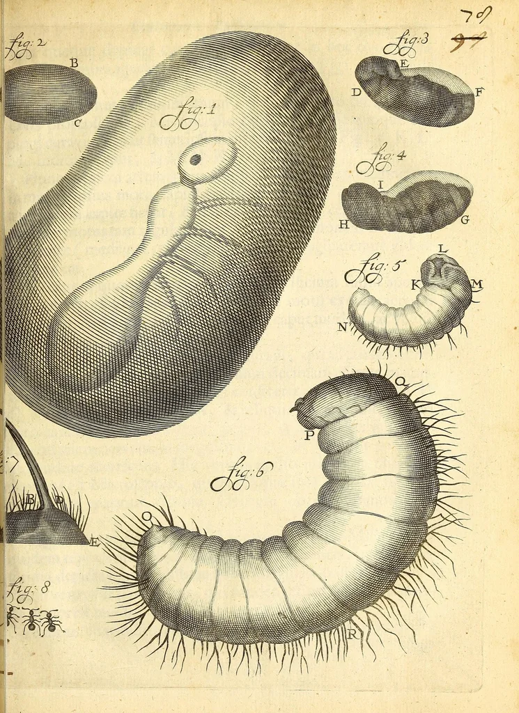 An illustration from Anatomia seu interiora rerum : cum animatarum tum inanimarum [sic], ope & nebeficio [sic] exquisitissimorum microscopiorum detecta, variisque experimentis demonstrata, una cum discursu & ulteriore dilucidatione epistolis quibusdam ad celeberrimum quod ser[enissi]mi Magnae Brittanniae Regis auspicio Londini floret, Philosophorum Collegium datis comprehensa, 1687, leaf 191