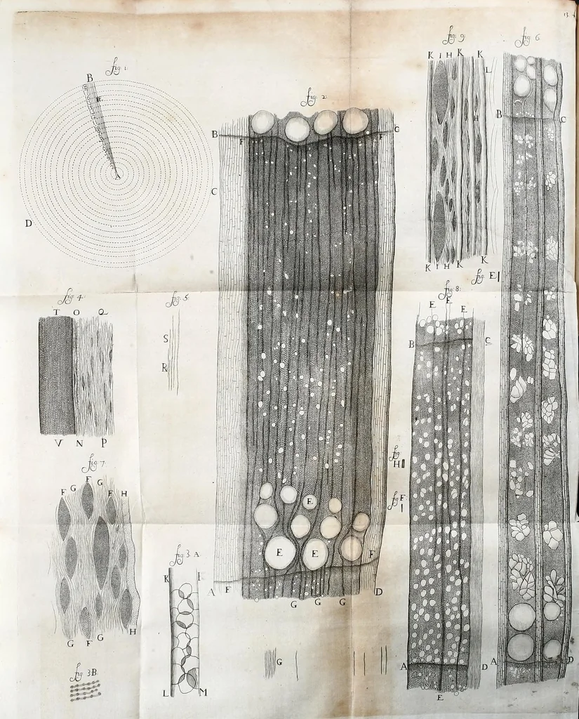 An illustration from Anatomia seu interiora rerum : cum animatarum tum inanimarum [sic], ope & nebeficio [sic] exquisitissimorum microscopiorum detecta, variisque experimentis demonstrata, una cum discursu & ulteriore dilucidatione epistolis quibusdam ad celeberrimum quod ser[enissi]mi Magnae Brittanniae Regis auspicio Londini floret, Philosophorum Collegium datis comprehensa, 1687, leaf 256
