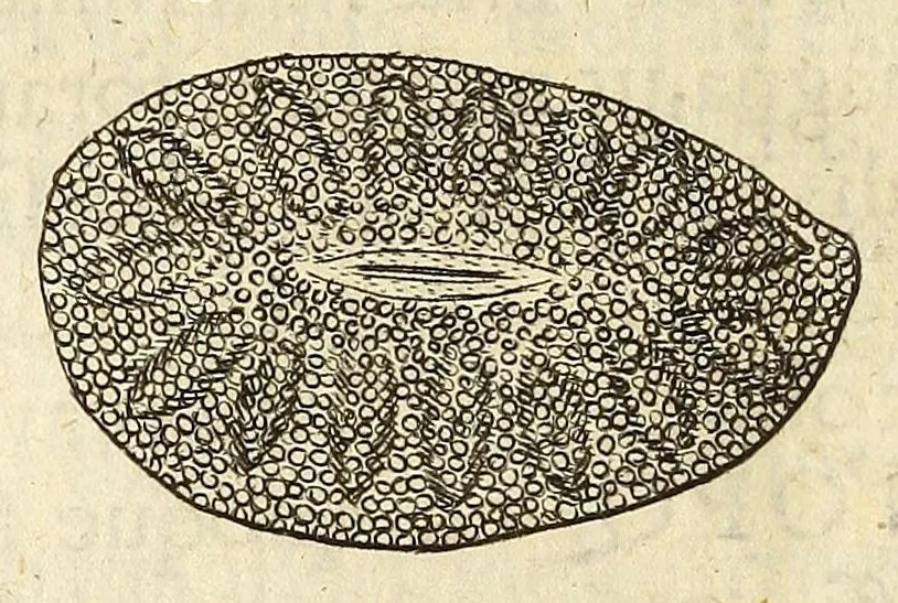 An illustration from Anatomia seu interiora rerum : cum animatarum tum inanimarum [sic], ope & nebeficio [sic] exquisitissimorum microscopiorum detecta, variisque experimentis demonstrata, una cum discursu & ulteriore dilucidatione epistolis quibusdam ad celeberrimum quod ser[enissi]mi Magnae Brittanniae Regis auspicio Londini floret, Philosophorum Collegium datis comprehensa, 1687, leaf 286