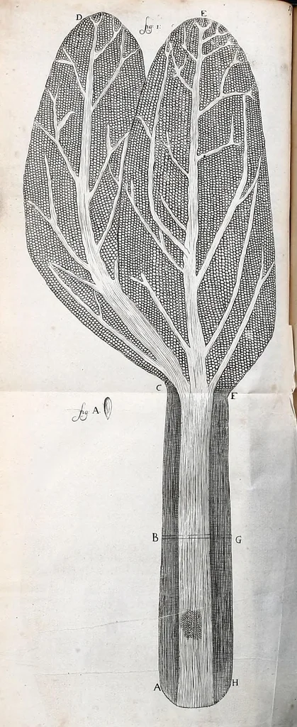 An illustration from Anatomia seu interiora rerum : cum animatarum tum inanimarum [sic], ope & nebeficio [sic] exquisitissimorum microscopiorum detecta, variisque experimentis demonstrata, una cum discursu & ulteriore dilucidatione epistolis quibusdam ad celeberrimum quod ser[enissi]mi Magnae Brittanniae Regis auspicio Londini floret, Philosophorum Collegium datis comprehensa, 1687, leaf 312