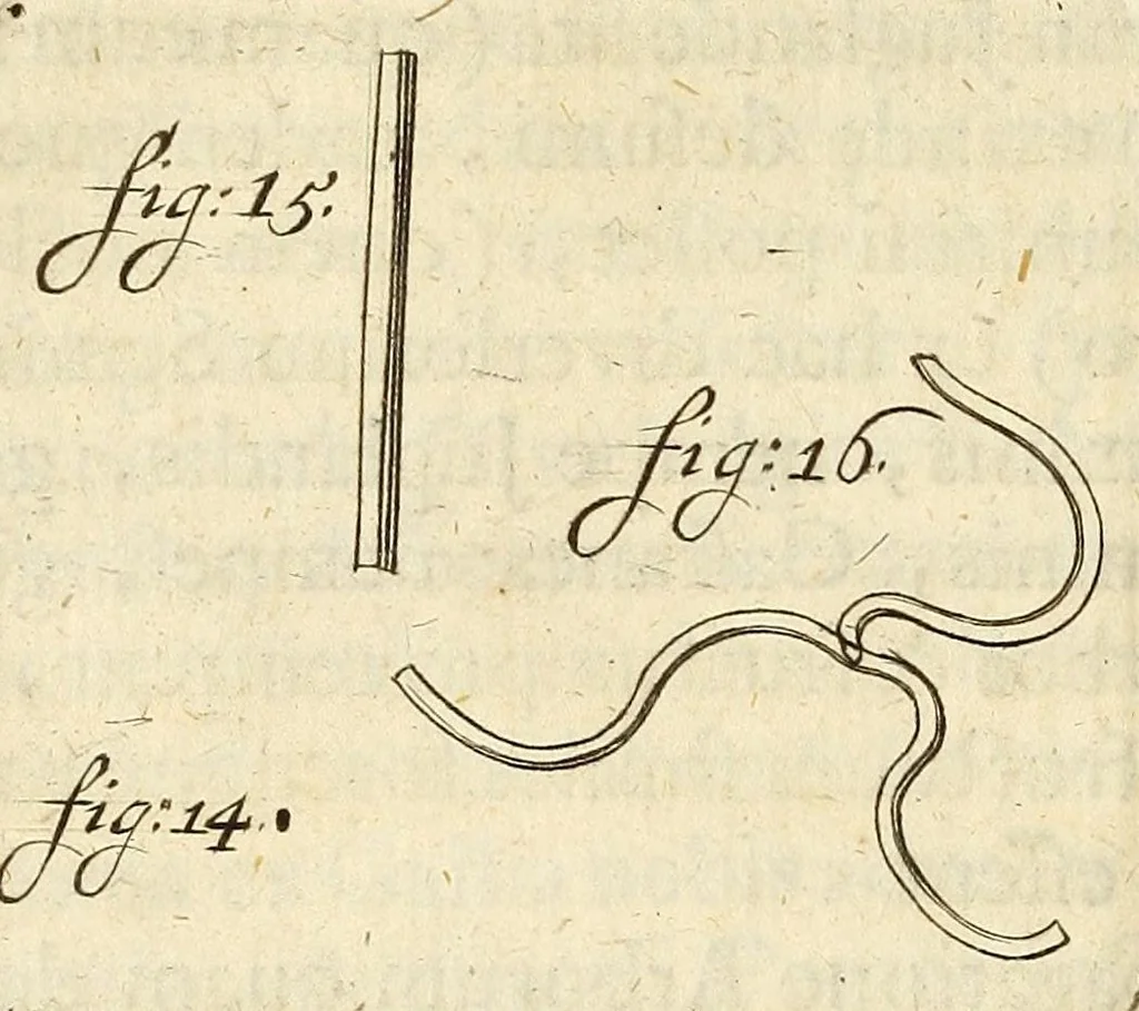 An illustration from Anatomia seu interiora rerum : cum animatarum tum inanimarum [sic], ope & nebeficio [sic] exquisitissimorum microscopiorum detecta, variisque experimentis demonstrata, una cum discursu & ulteriore dilucidatione epistolis quibusdam ad celeberrimum quod ser[enissi]mi Magnae Brittanniae Regis auspicio Londini floret, Philosophorum Collegium datis comprehensa, 1687, leaf 332