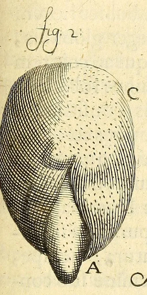 An illustration from Anatomia seu interiora rerum : cum animatarum tum inanimarum [sic], ope & nebeficio [sic] exquisitissimorum microscopiorum detecta, variisque experimentis demonstrata, una cum discursu & ulteriore dilucidatione epistolis quibusdam ad celeberrimum quod ser[enissi]mi Magnae Brittanniae Regis auspicio Londini floret, Philosophorum Collegium datis comprehensa, 1687, leaf 339