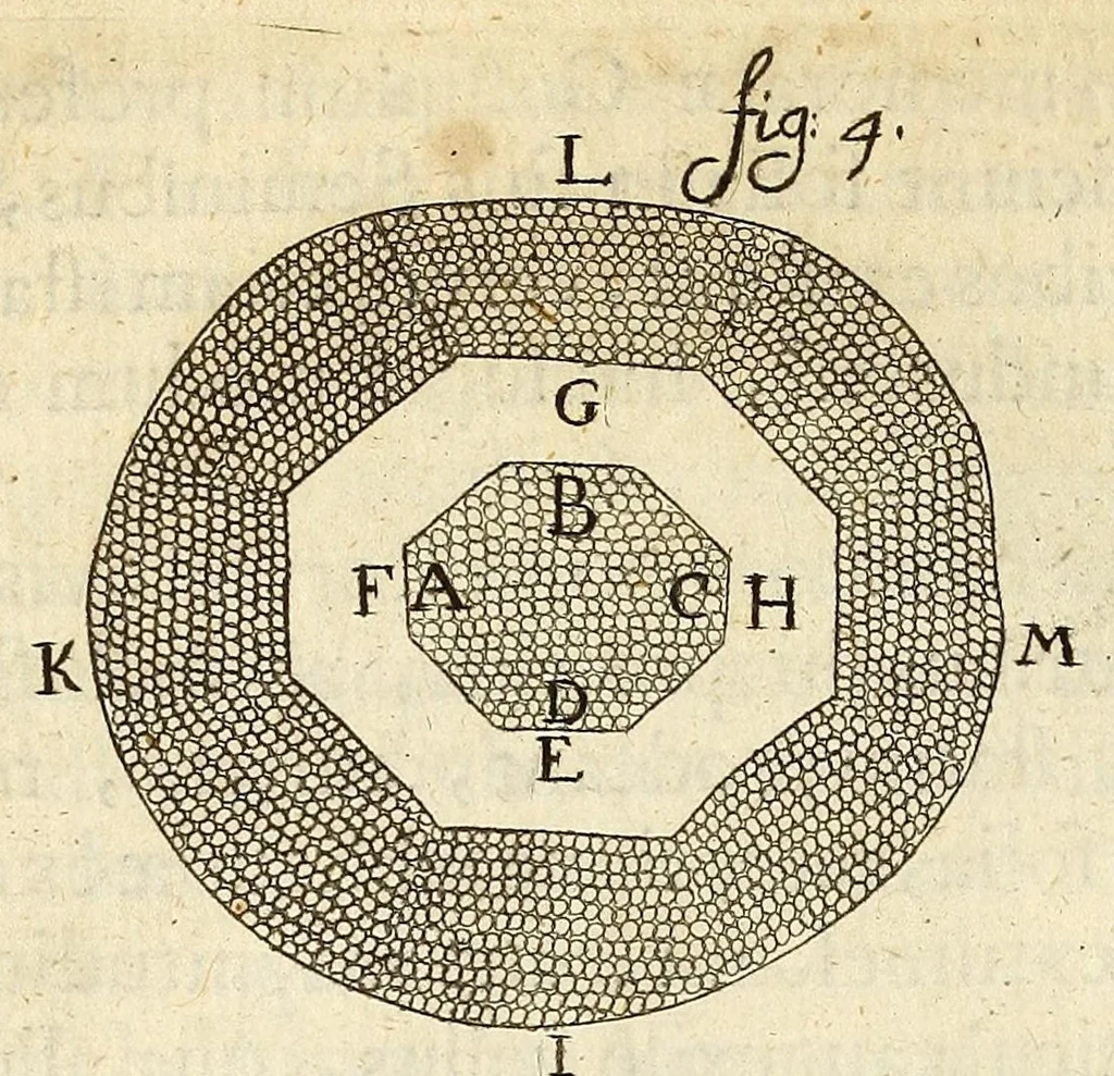 An illustration from Anatomia seu interiora rerum : cum animatarum tum inanimarum [sic], ope & nebeficio [sic] exquisitissimorum microscopiorum detecta, variisque experimentis demonstrata, una cum discursu & ulteriore dilucidatione epistolis quibusdam ad celeberrimum quod ser[enissi]mi Magnae Brittanniae Regis auspicio Londini floret, Philosophorum Collegium datis comprehensa, 1687, leaf 342