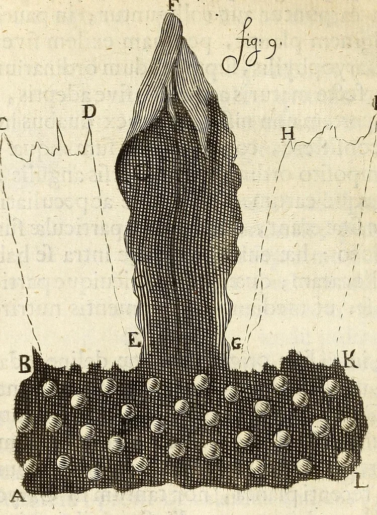 An illustration from Anatomia seu interiora rerum : cum animatarum tum inanimarum [sic], ope & nebeficio [sic] exquisitissimorum microscopiorum detecta, variisque experimentis demonstrata, una cum discursu & ulteriore dilucidatione epistolis quibusdam ad celeberrimum quod ser[enissi]mi Magnae Brittanniae Regis auspicio Londini floret, Philosophorum Collegium datis comprehensa, 1687, leaf 346