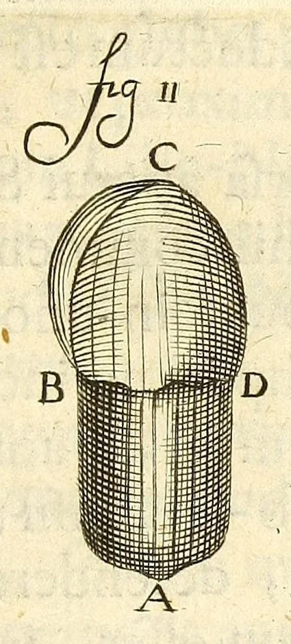 An illustration from Anatomia seu interiora rerum : cum animatarum tum inanimarum [sic], ope & nebeficio [sic] exquisitissimorum microscopiorum detecta, variisque experimentis demonstrata, una cum discursu & ulteriore dilucidatione epistolis quibusdam ad celeberrimum quod ser[enissi]mi Magnae Brittanniae Regis auspicio Londini floret, Philosophorum Collegium datis comprehensa, 1687, leaf 349