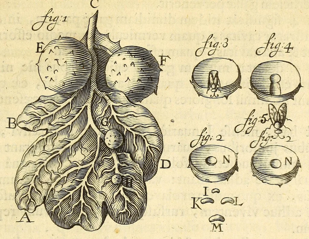 An illustration from Anatomia seu interiora rerum : cum animatarum tum inanimarum [sic], ope & nebeficio [sic] exquisitissimorum microscopiorum detecta, variisque experimentis demonstrata, una cum discursu & ulteriore dilucidatione epistolis quibusdam ad celeberrimum quod ser[enissi]mi Magnae Brittanniae Regis auspicio Londini floret, Philosophorum Collegium datis comprehensa, 1687, leaf 477