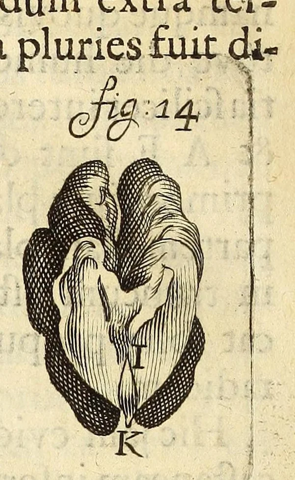 An illustration from Anatomia seu interiora rerum : cum animatarum tum inanimarum [sic], ope & nebeficio [sic] exquisitissimorum microscopiorum detecta, variisque experimentis demonstrata, una cum discursu & ulteriore dilucidatione epistolis quibusdam ad celeberrimum quod ser[enissi]mi Magnae Brittanniae Regis auspicio Londini floret, Philosophorum Collegium datis comprehensa, 1687, leaf 484