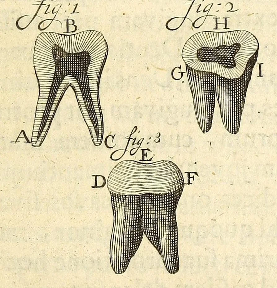 An illustration from Anatomia seu interiora rerum : cum animatarum tum inanimarum [sic], ope & nebeficio [sic] exquisitissimorum microscopiorum detecta, variisque experimentis demonstrata, una cum discursu & ulteriore dilucidatione epistolis quibusdam ad celeberrimum quod ser[enissi]mi Magnae Brittanniae Regis auspicio Londini floret, Philosophorum Collegium datis comprehensa, 1687, leaf 97