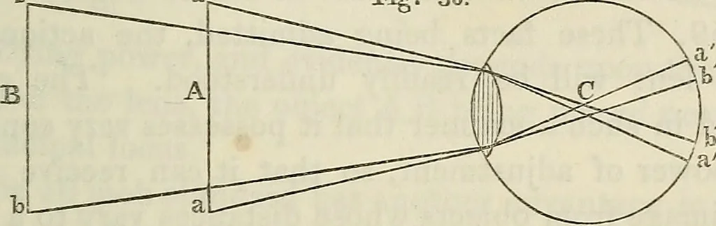 An illustration from Anatomical manipulation, or, The methods of pursuing practical investigations in comparative anatomy and physiology : also an introduction to the use of the microscope, etc., and appendix, 1844, leaf 114