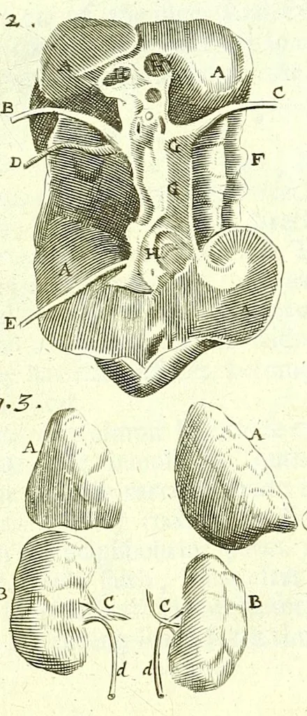 An illustration from The anatomy of humane bodies epitomized :, 1697, leaf 181