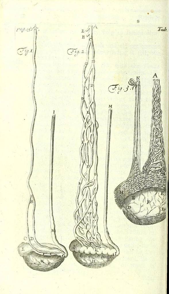 An illustration from The anatomy of humane bodies epitomized :, 1697, leaf 204