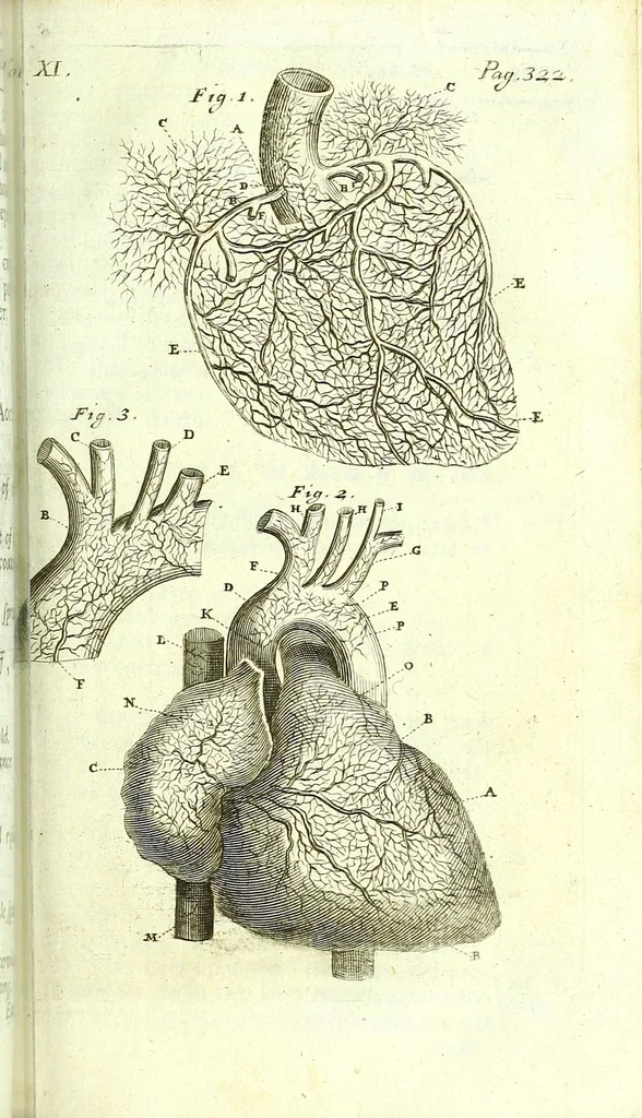 An illustration from The anatomy of humane bodies epitomized :, 1697, leaf 385