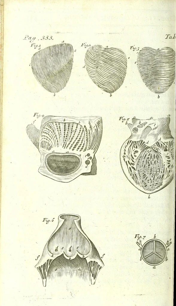 An illustration from The anatomy of humane bodies epitomized :, 1697, leaf 398