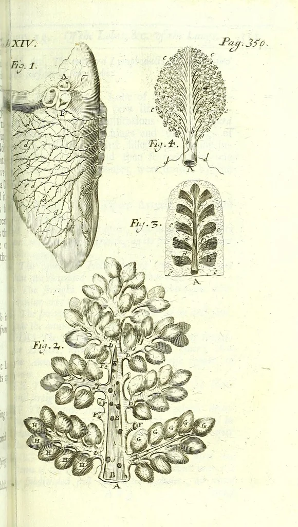 An illustration from The anatomy of humane bodies epitomized :, 1697, leaf 421