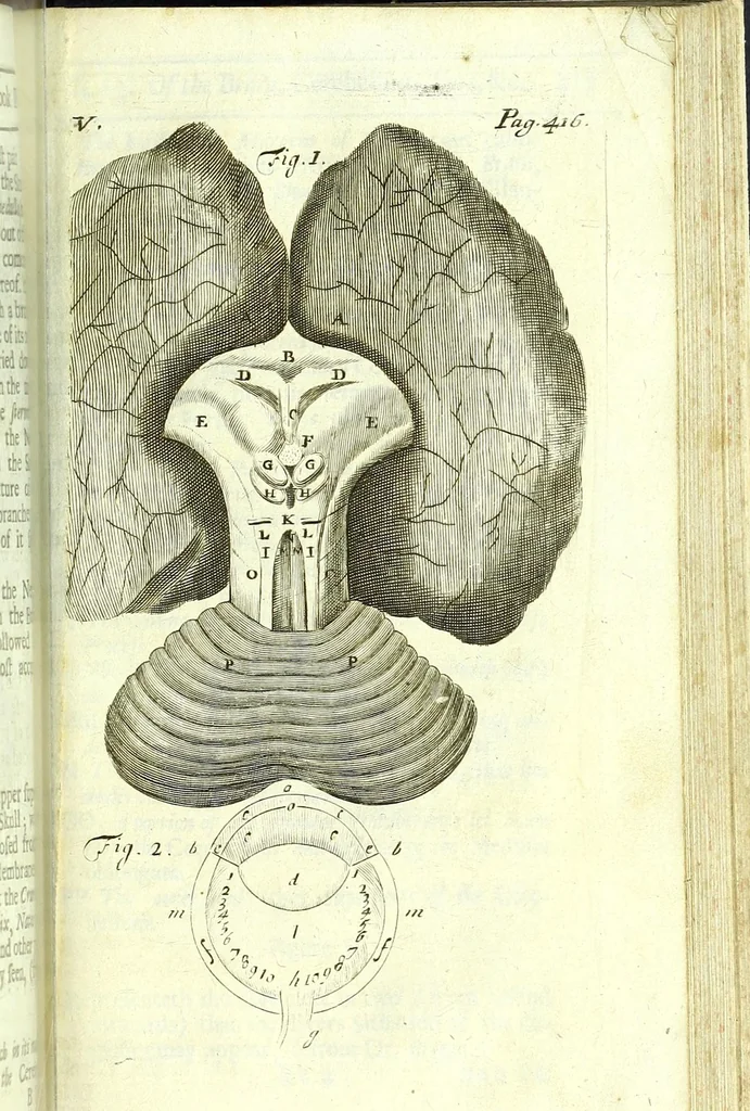 An illustration from The anatomy of humane bodies epitomized :, 1697, leaf 489