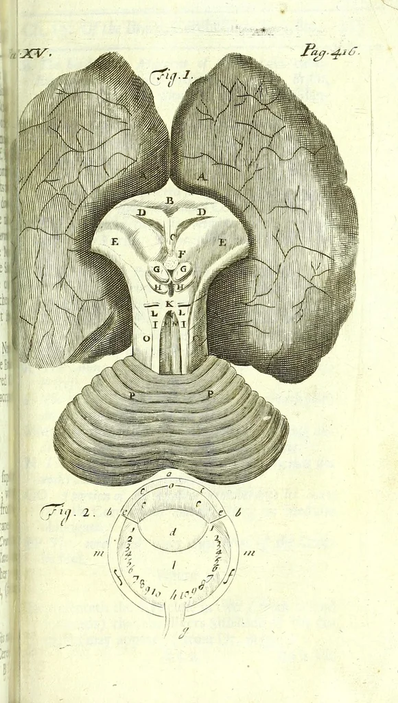 An illustration from The anatomy of humane bodies epitomized :, 1697, leaf 491
