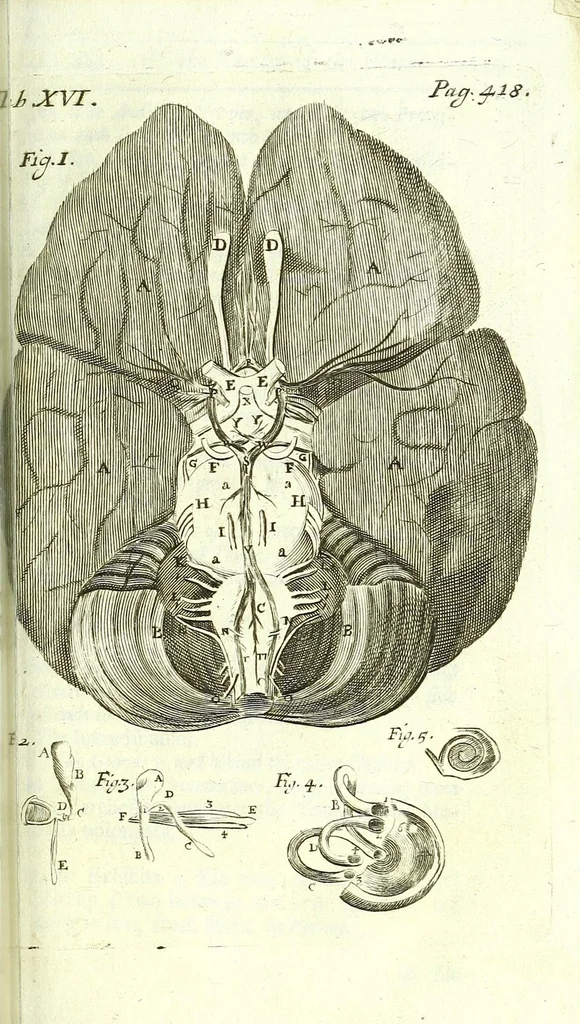 An illustration from The anatomy of humane bodies epitomized :, 1697, leaf 495