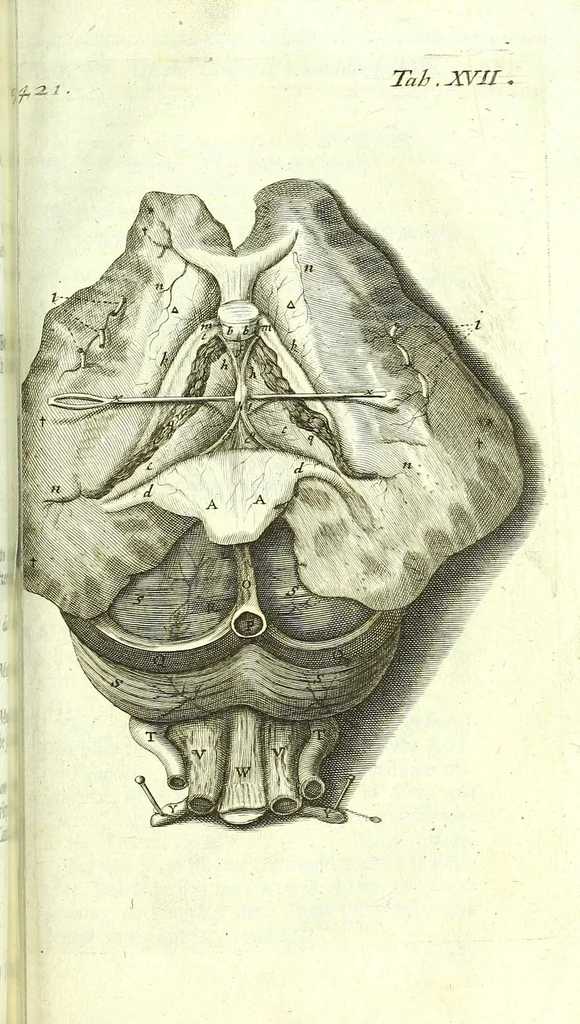 An illustration from The anatomy of humane bodies epitomized :, 1697, leaf 499