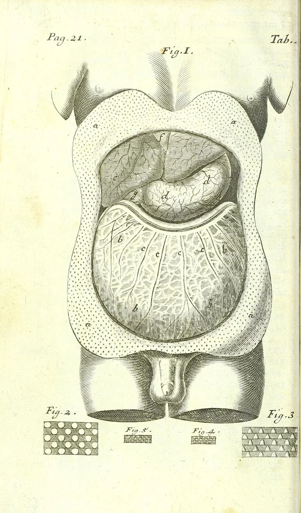 An illustration from The anatomy of humane bodies epitomized :, 1697, leaf 52